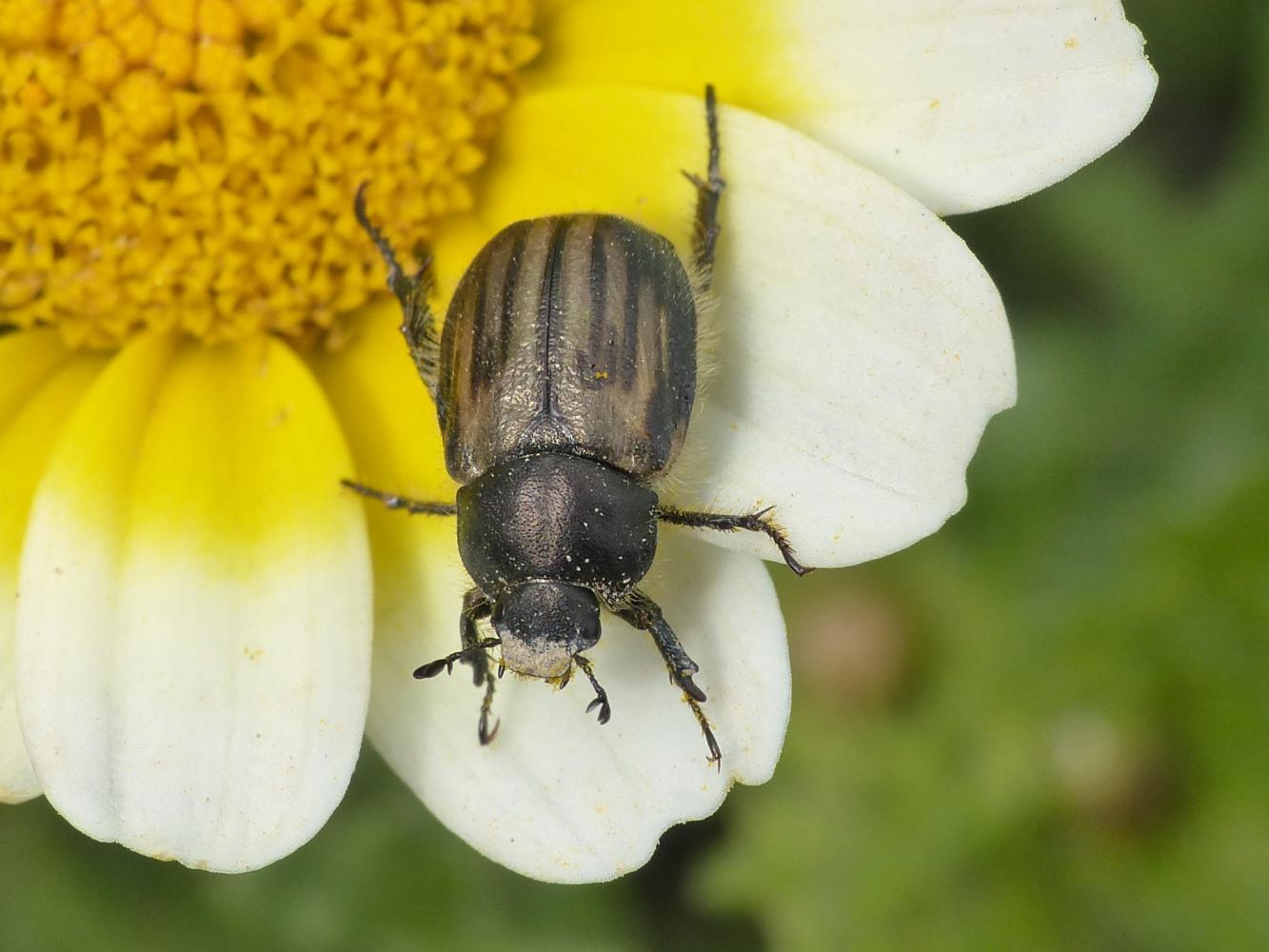 Blitopertha lineolata (Rutelidae) - Santorini (Grecia)