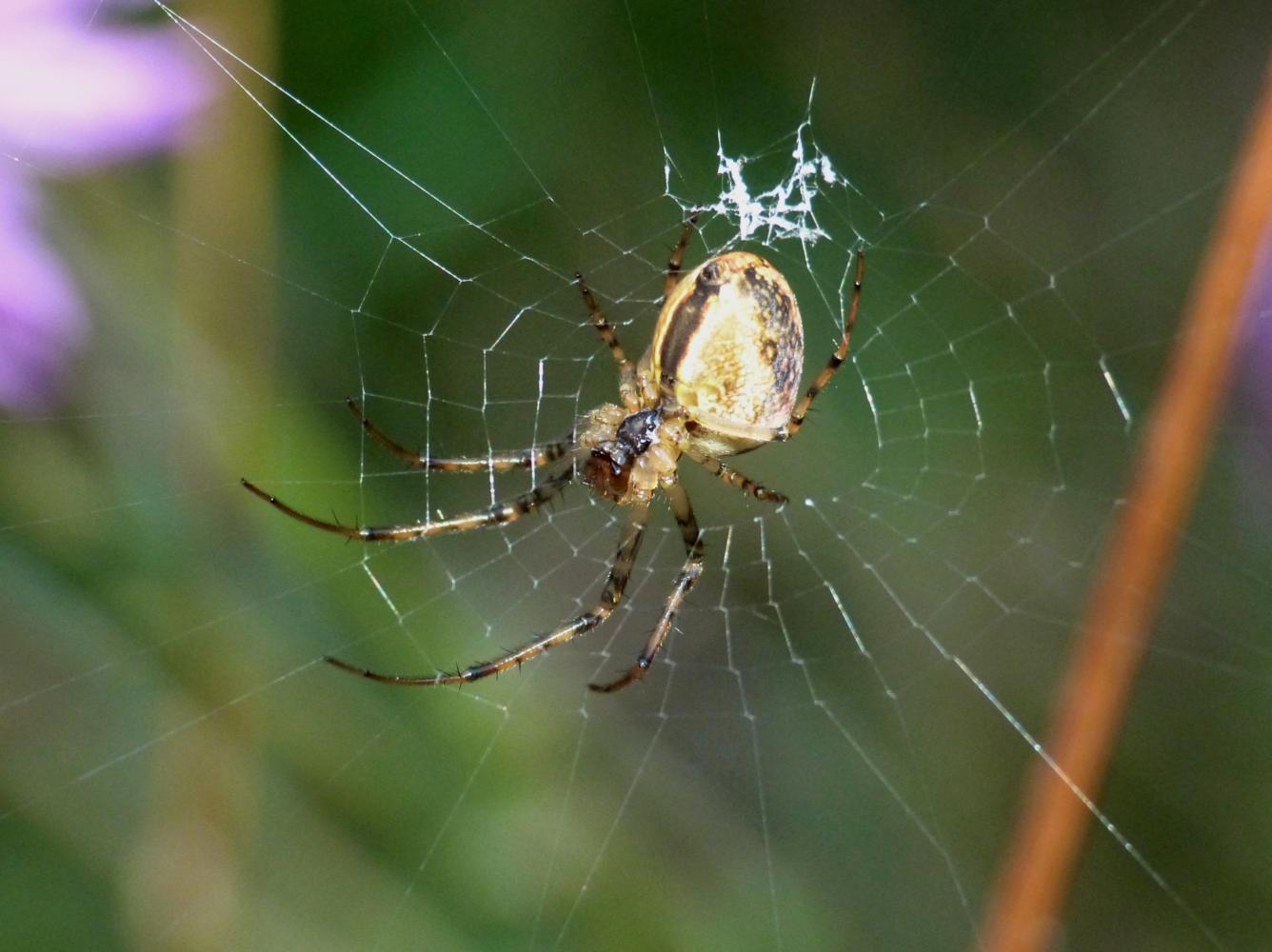 Ragnatele:  probabilmente di  Tetragnathidae