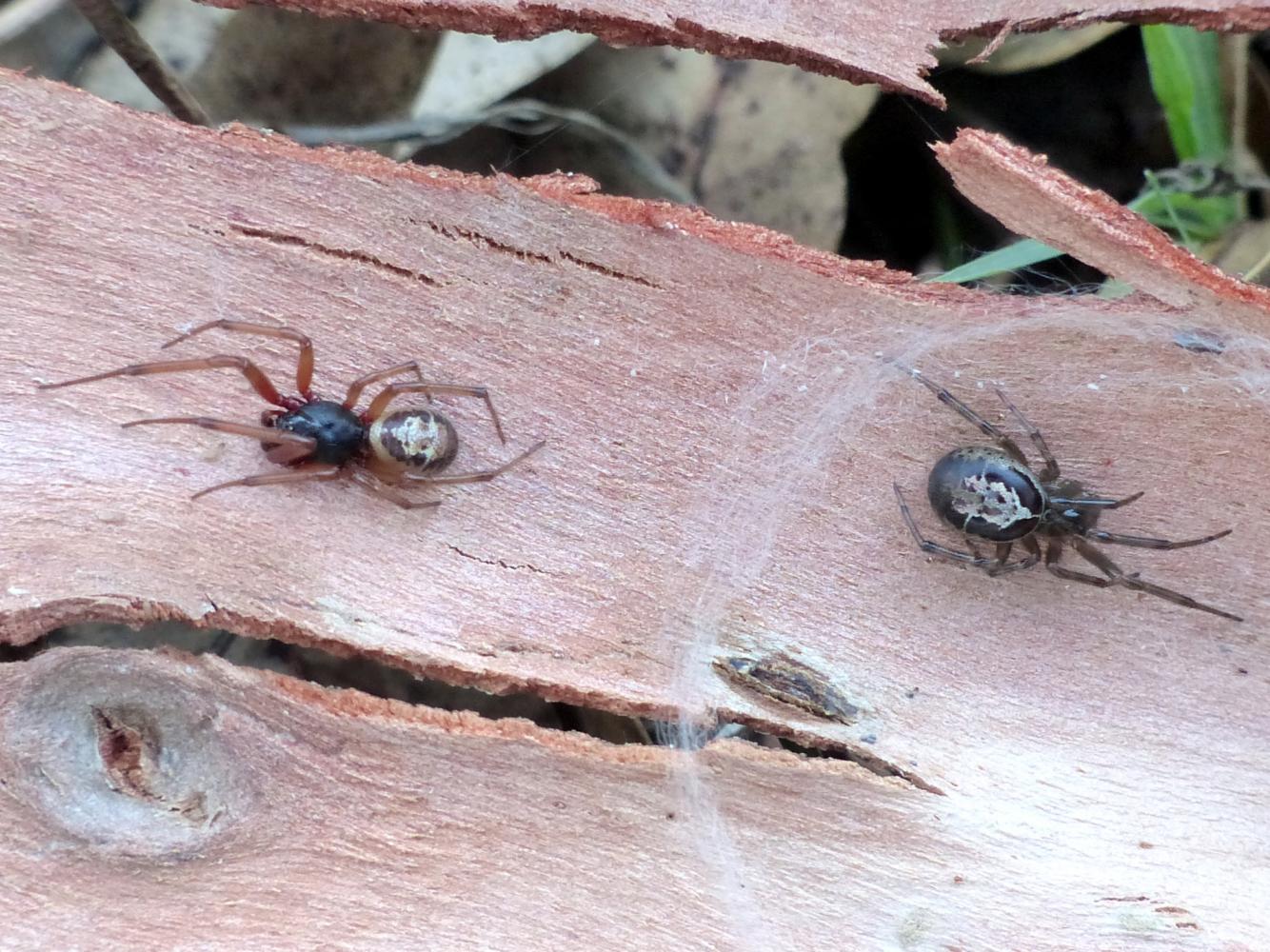 Coppia di Steatoda nobilis - Ostia Nord  e Tolfa (RM)