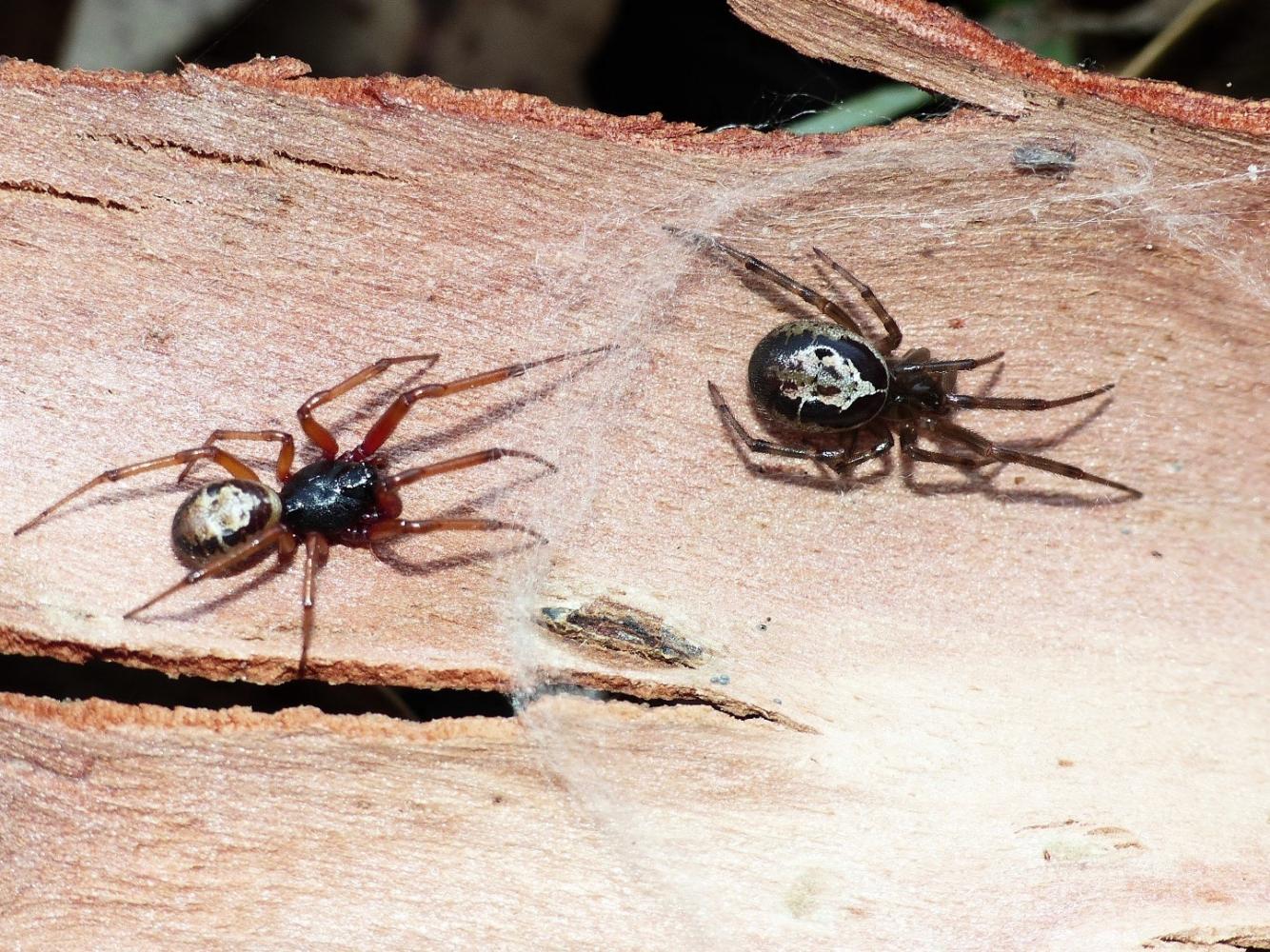 Coppia di Steatoda nobilis - Ostia Nord  e Tolfa (RM)