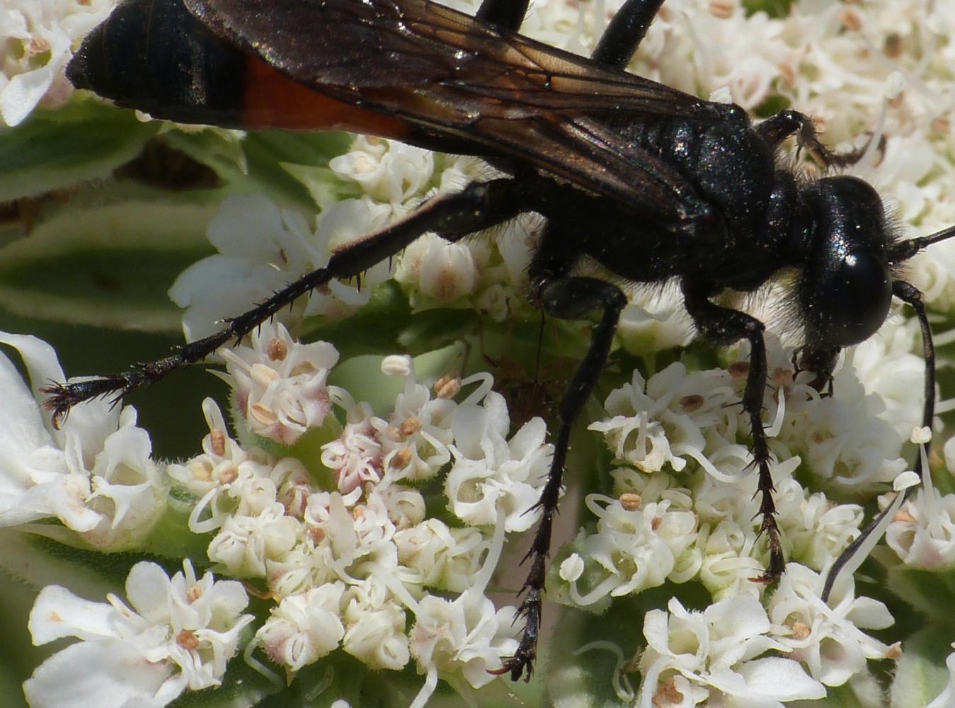 Sphex cfr. funerarius (Sphecidae)