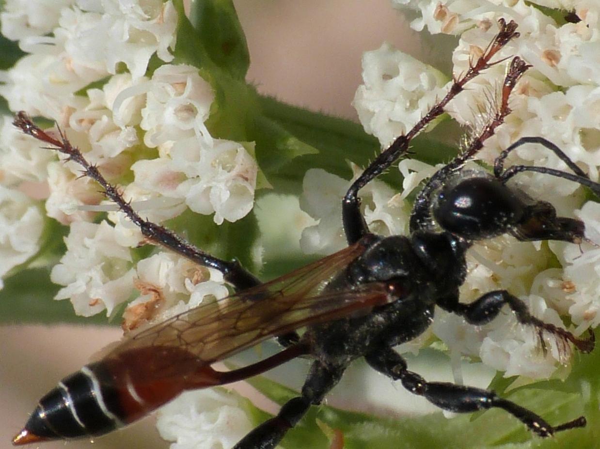 Sphex cfr. funerarius (Sphecidae)