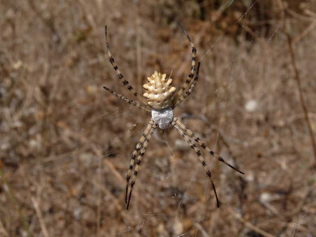 Maschio di Argiope lobata e dettaglio tela