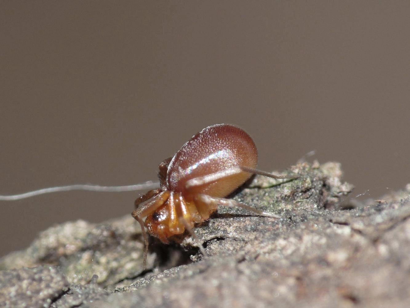 Zodariidae:   Zodarion sp.  - Treviso