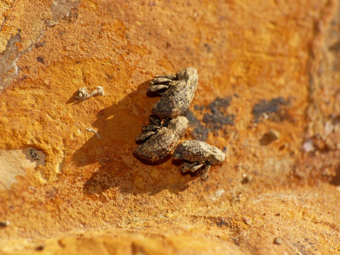 Piccoli Curculionidae:  Dichromacalles diocletianus