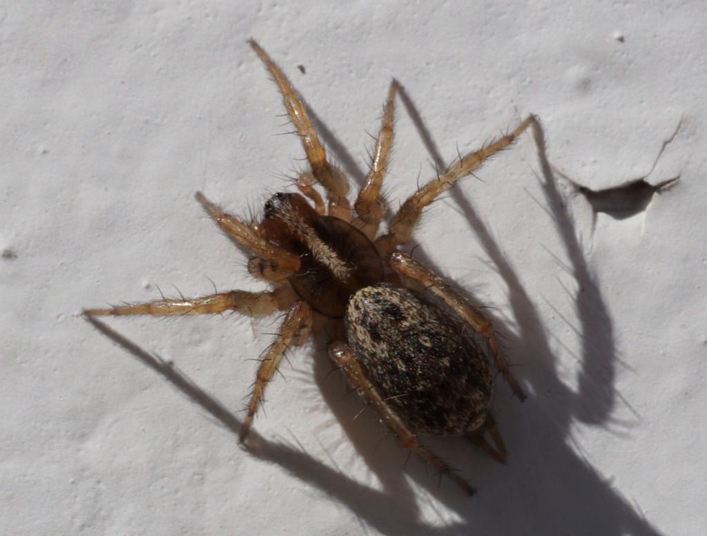 Maimuna sp. - Santorini (GR)
