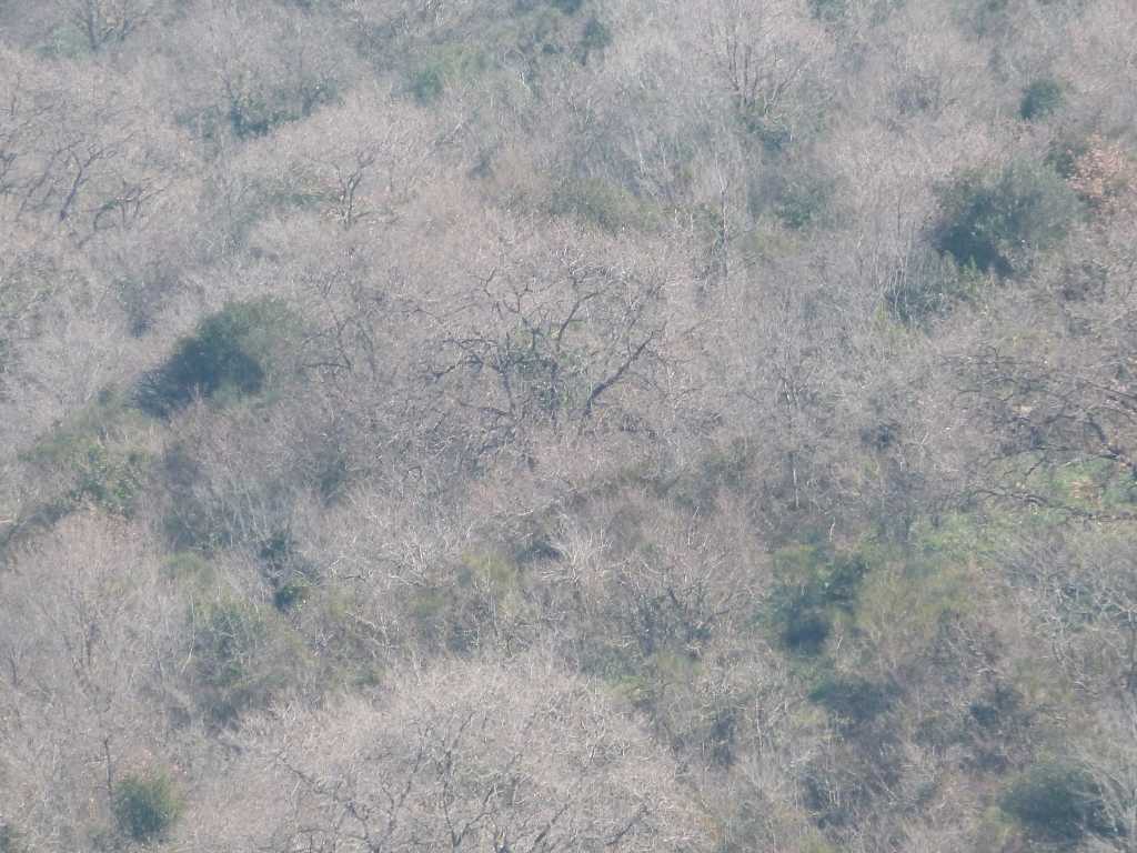 Alberi d''inverno... un invito
