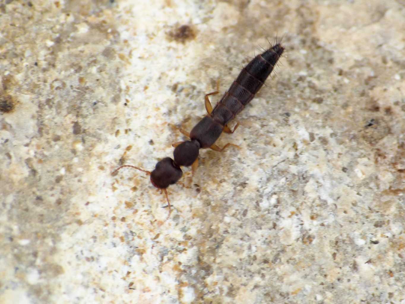 Astenus cfr immaculatus (Staphilinidae) - Santa Severa (RM)