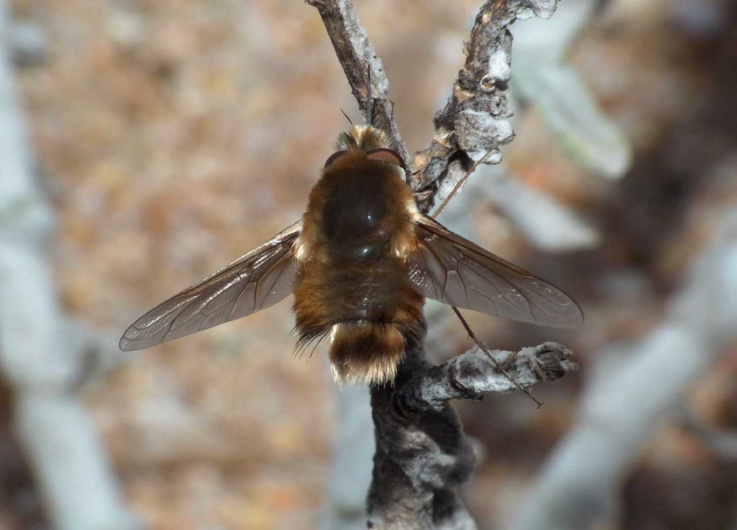 Bombyliidae: Maschio di Anastoechus sp.