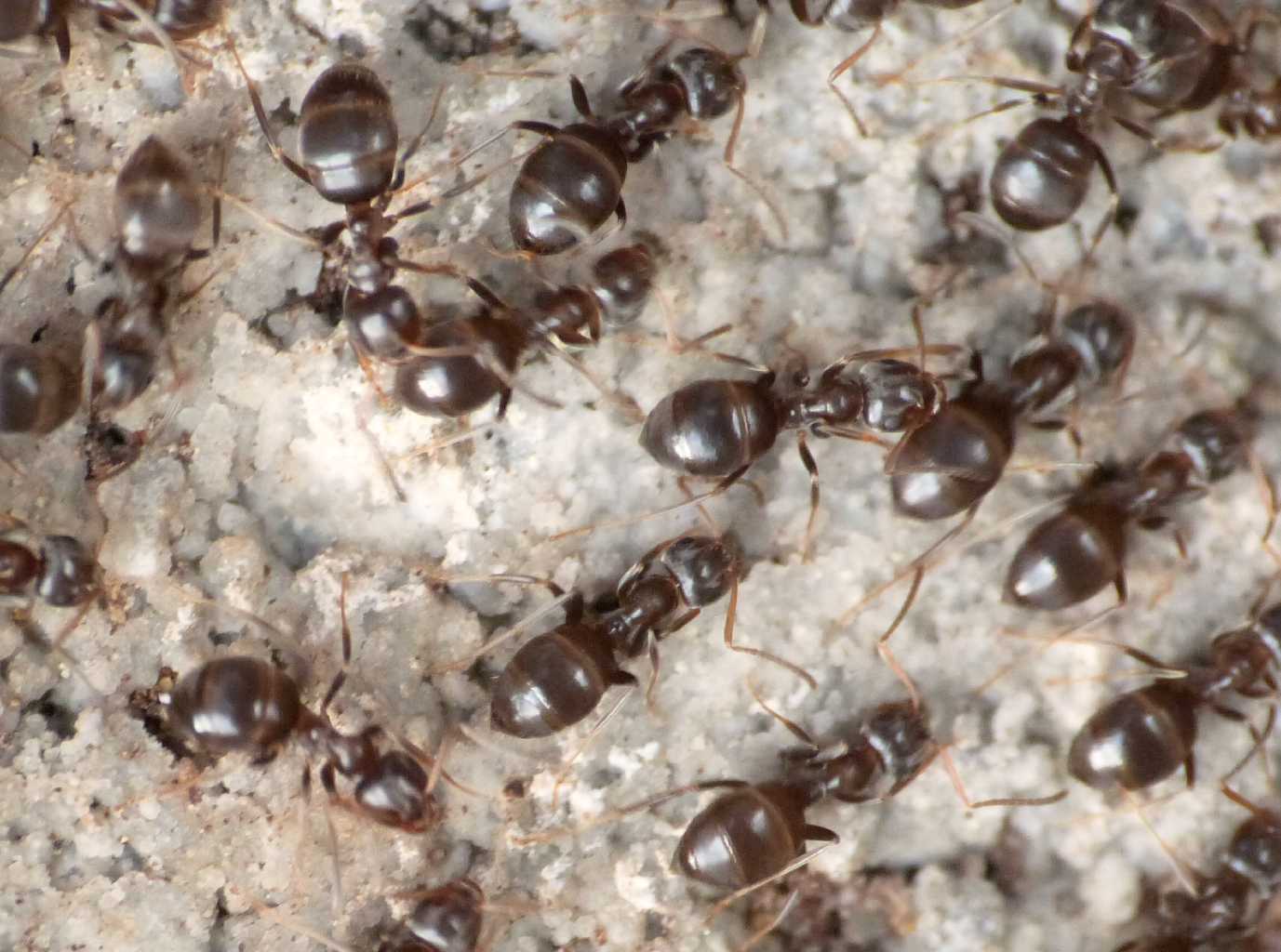 Bothriomyrmex? No. Lasius sp.