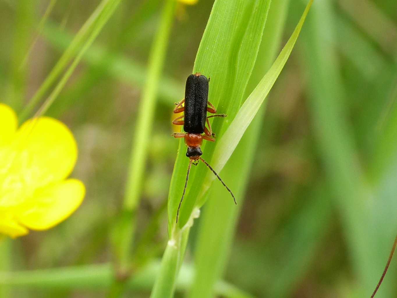 Piccola Cantharidae: Cantharis flavilabris