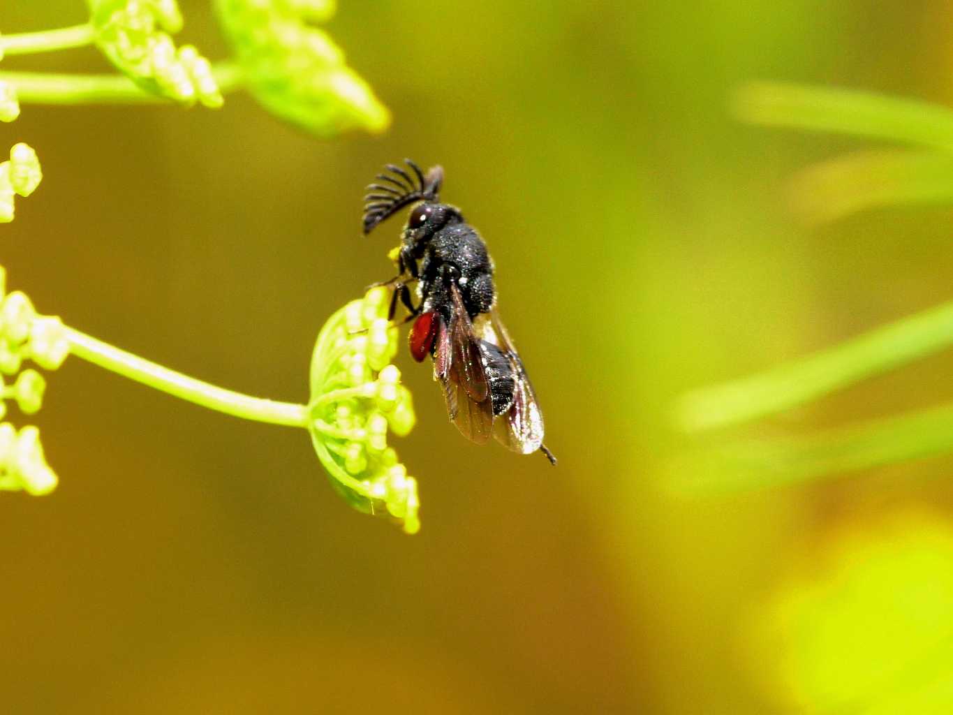 Chalcididae?