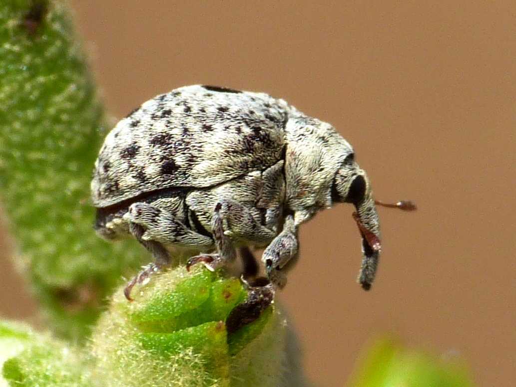 Larve e aulto di Cionus sp. (Curculionidae) su verbasco