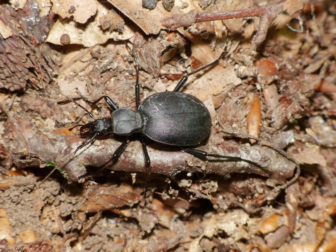Cychrus italicus