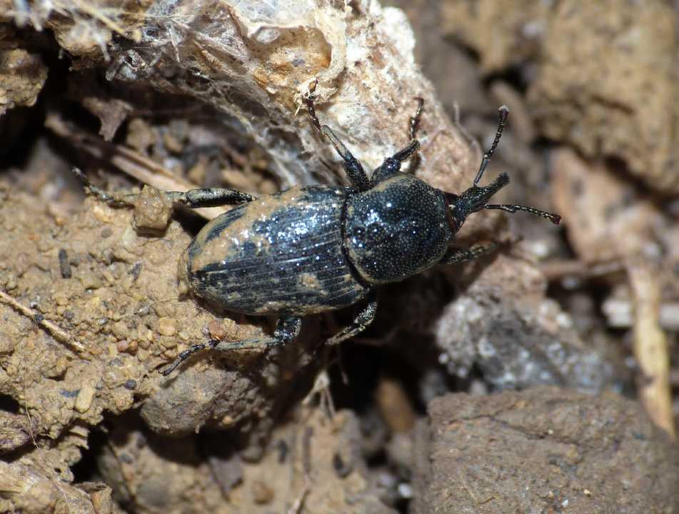 Sphenophorus sp. (Dryopthoridae) - Tolfa (RM)