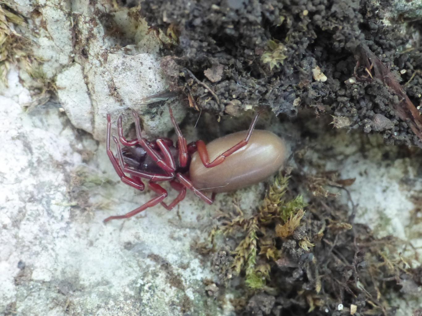 Dysdera sp. - Monte Gennaro (RM)