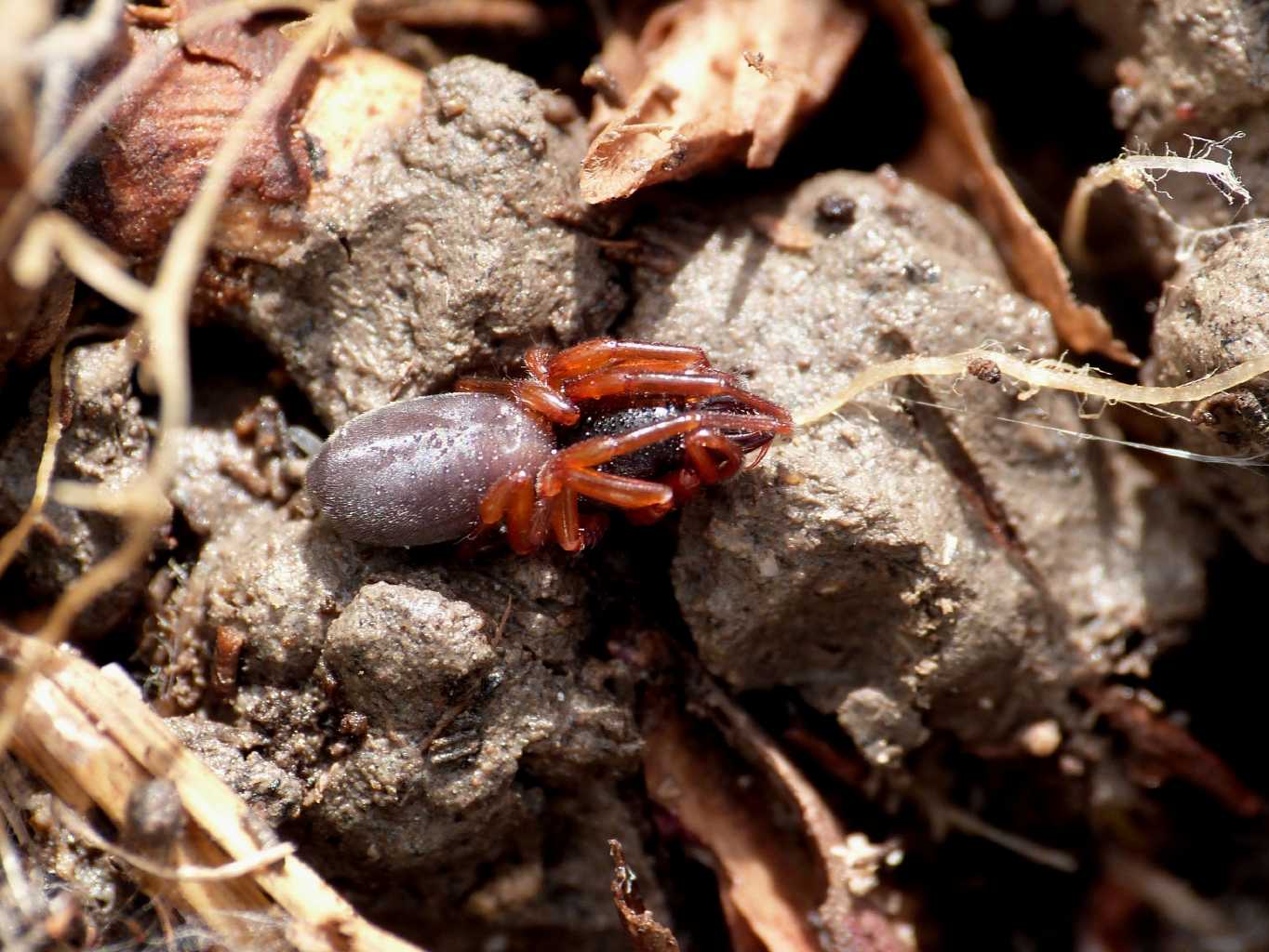 Dysdera sp. - Fregene (RM)
