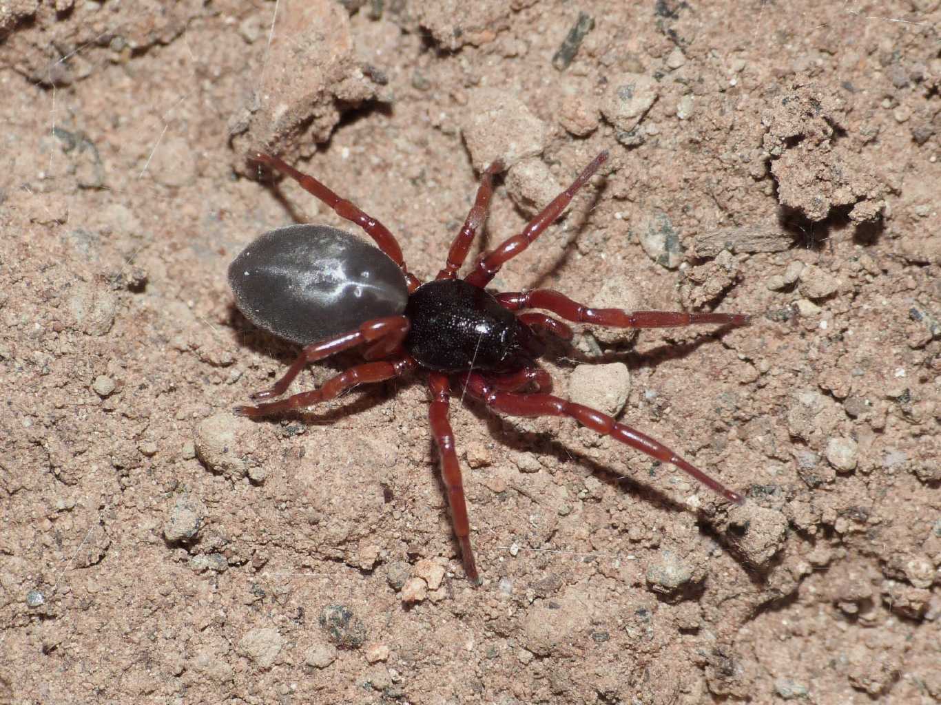 Dysdera sp. - Tolfa (RM)