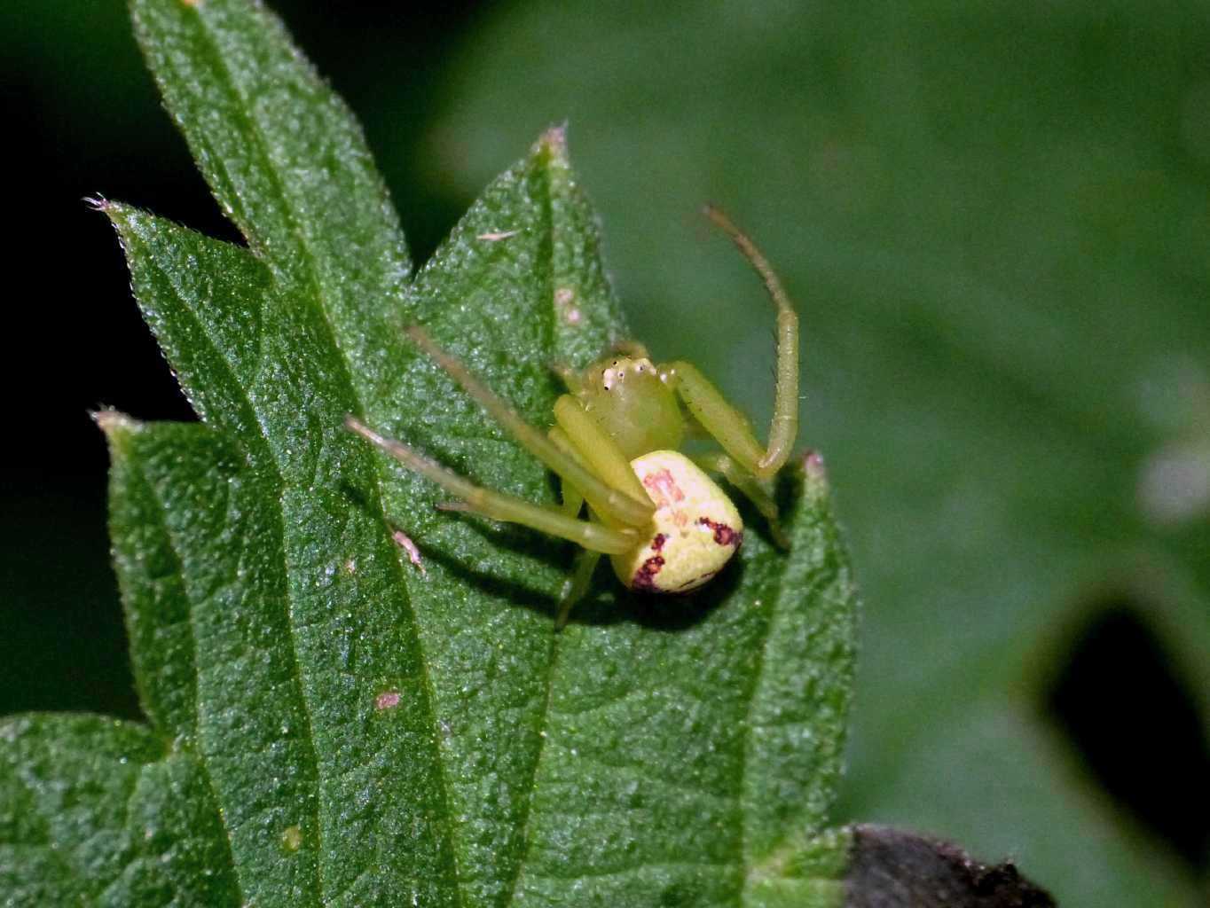 Ebrechtella tricuspidata - Caffarella (RM)