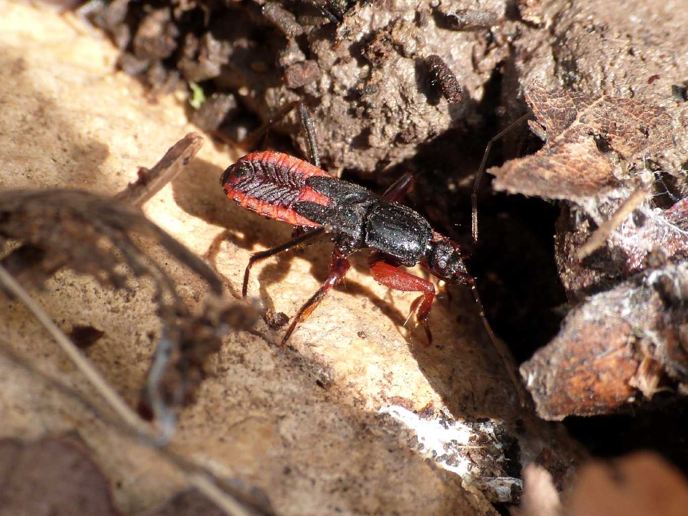 Reduviidae: Ectomocoris ululans, ninfe, del Lazio (Roma)