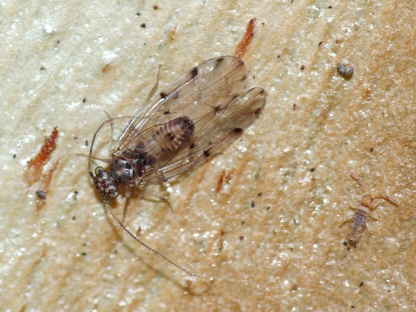Ectopsocus cfr. briggsi (Ectopsocidae)