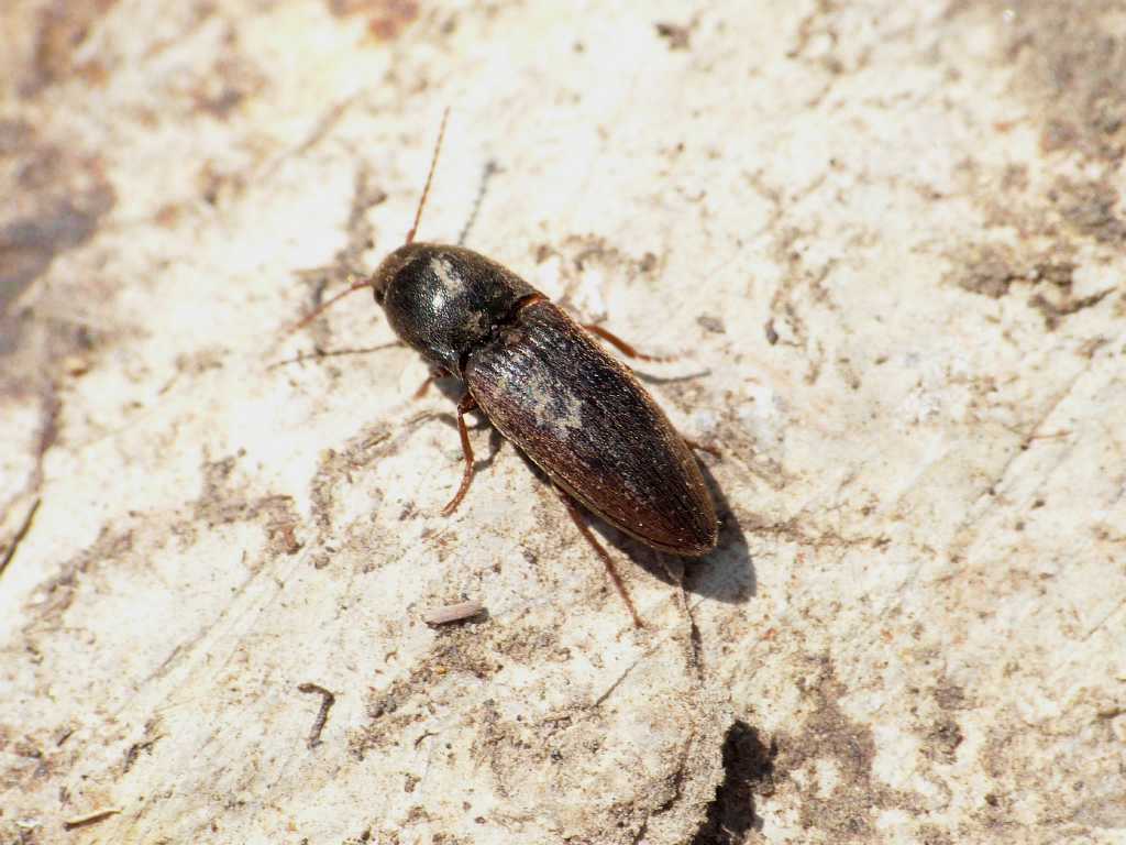 Elateridae