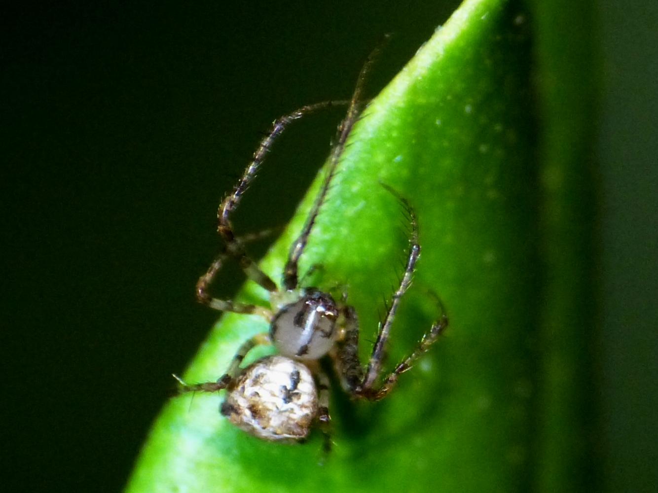 Nesticus sp. (Nesticidae)  - Treviso