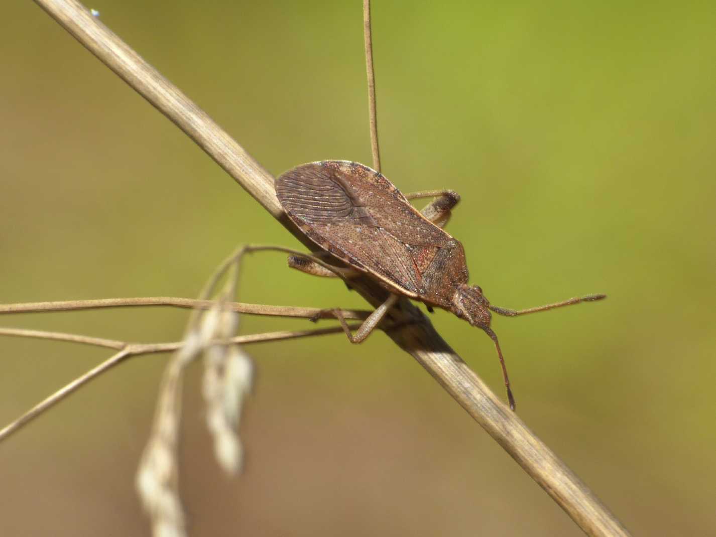 Coreidae: Ceraleptus obtusus del Lazio, Ostia (Rm)