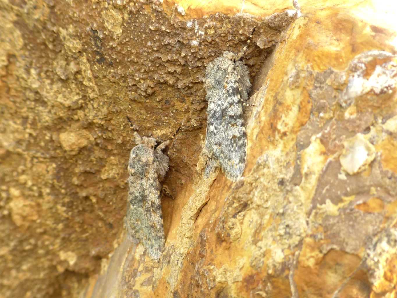 Farfalle al sole su una pietra: Polymixis rufocincta