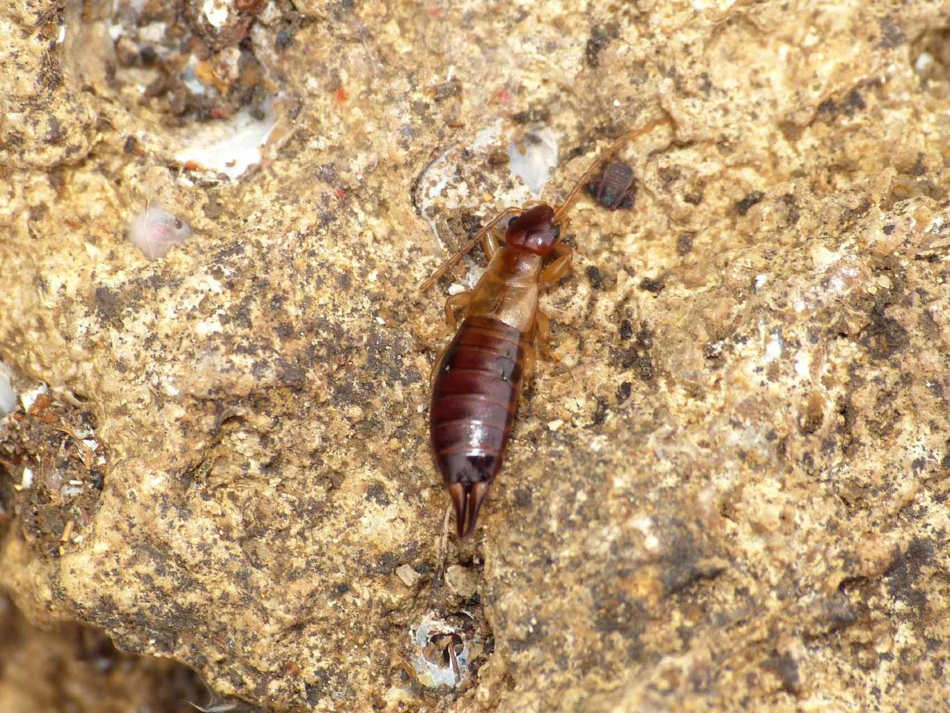 Piccola forficula: Guanchia pubescens