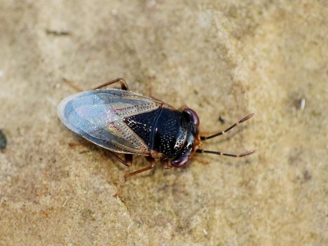 Geocoris pallidipennis? (con collembolo Entomobrya sp.)
