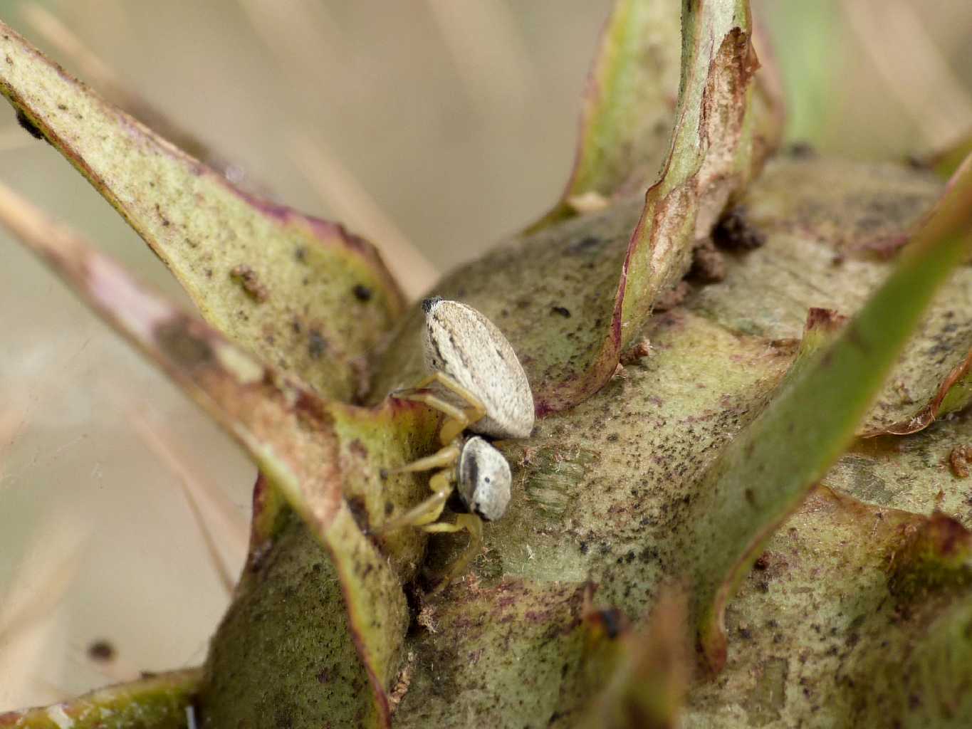 Heliophanus sp. - Tolfa (RM)
