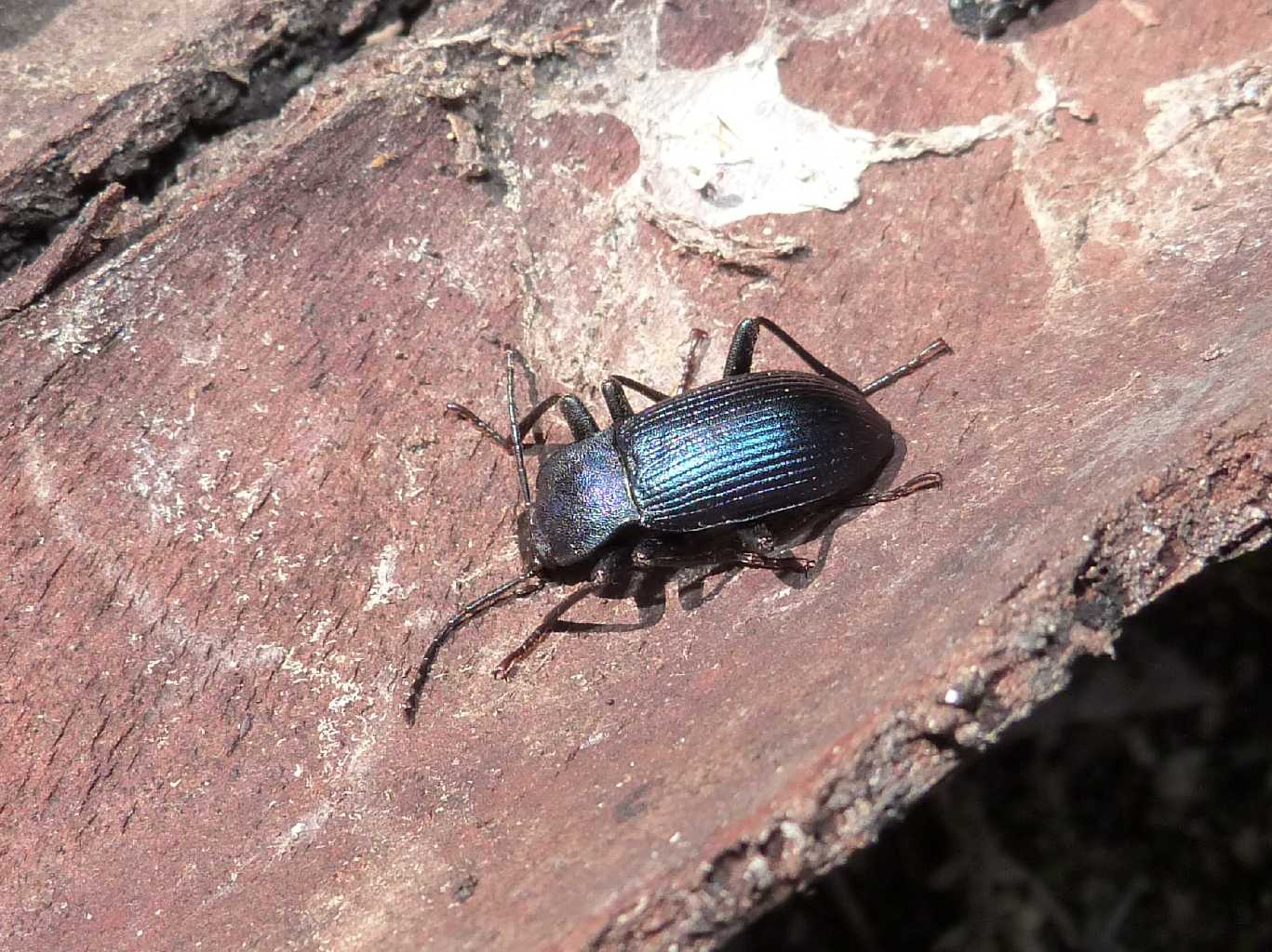 Helops sp. - Torrimpietra (RM)