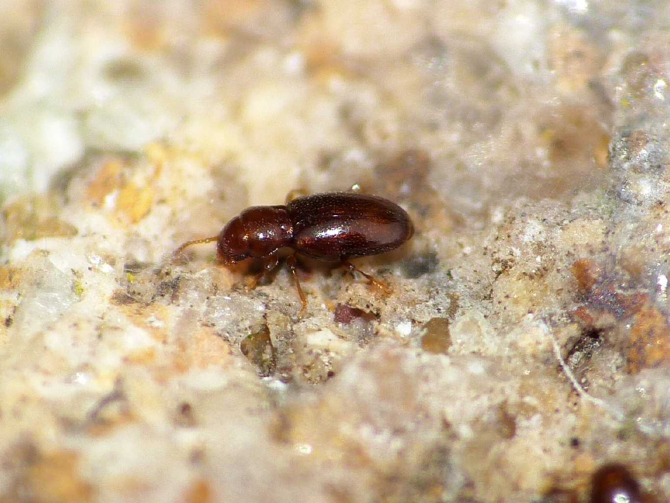 Microcoleotteri sotto le pietre