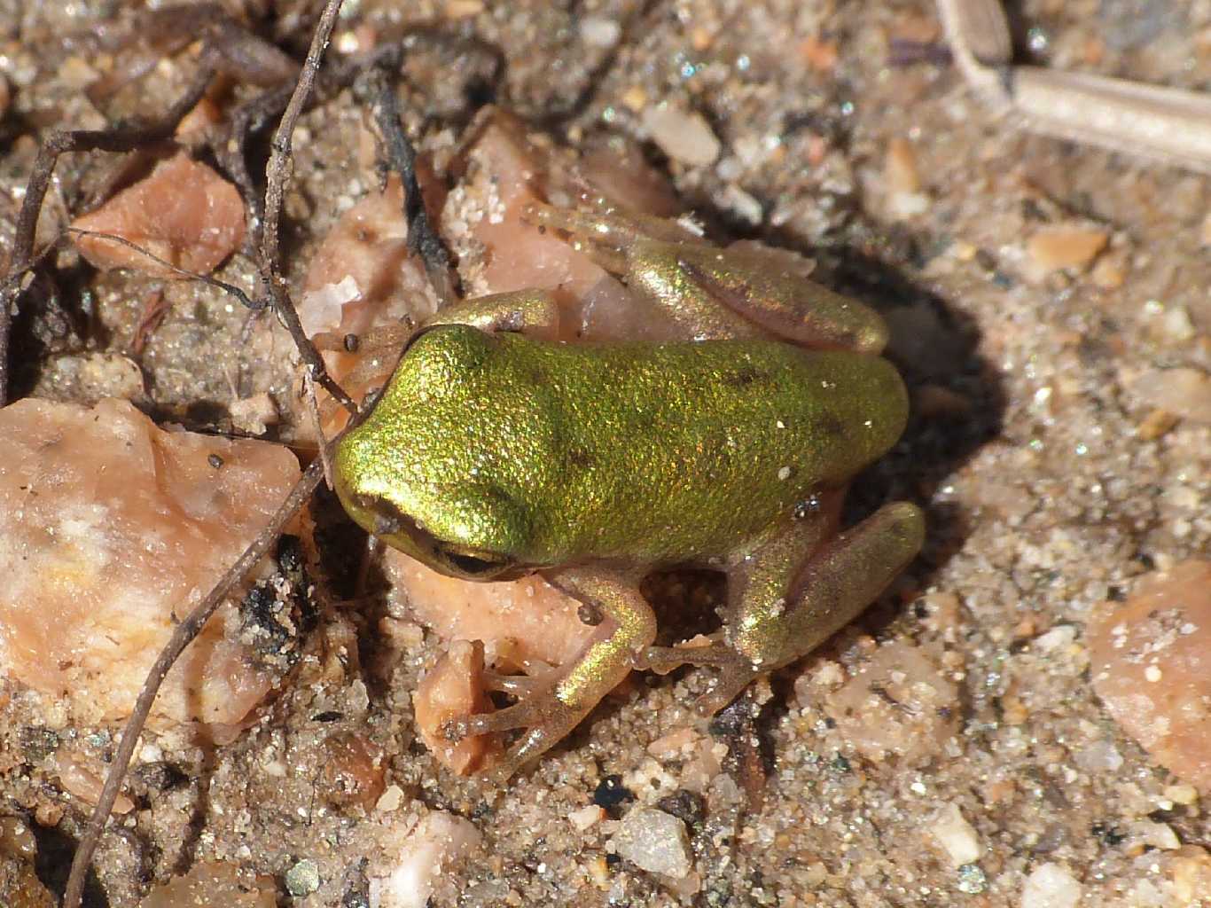 Piccola Hyla sarda