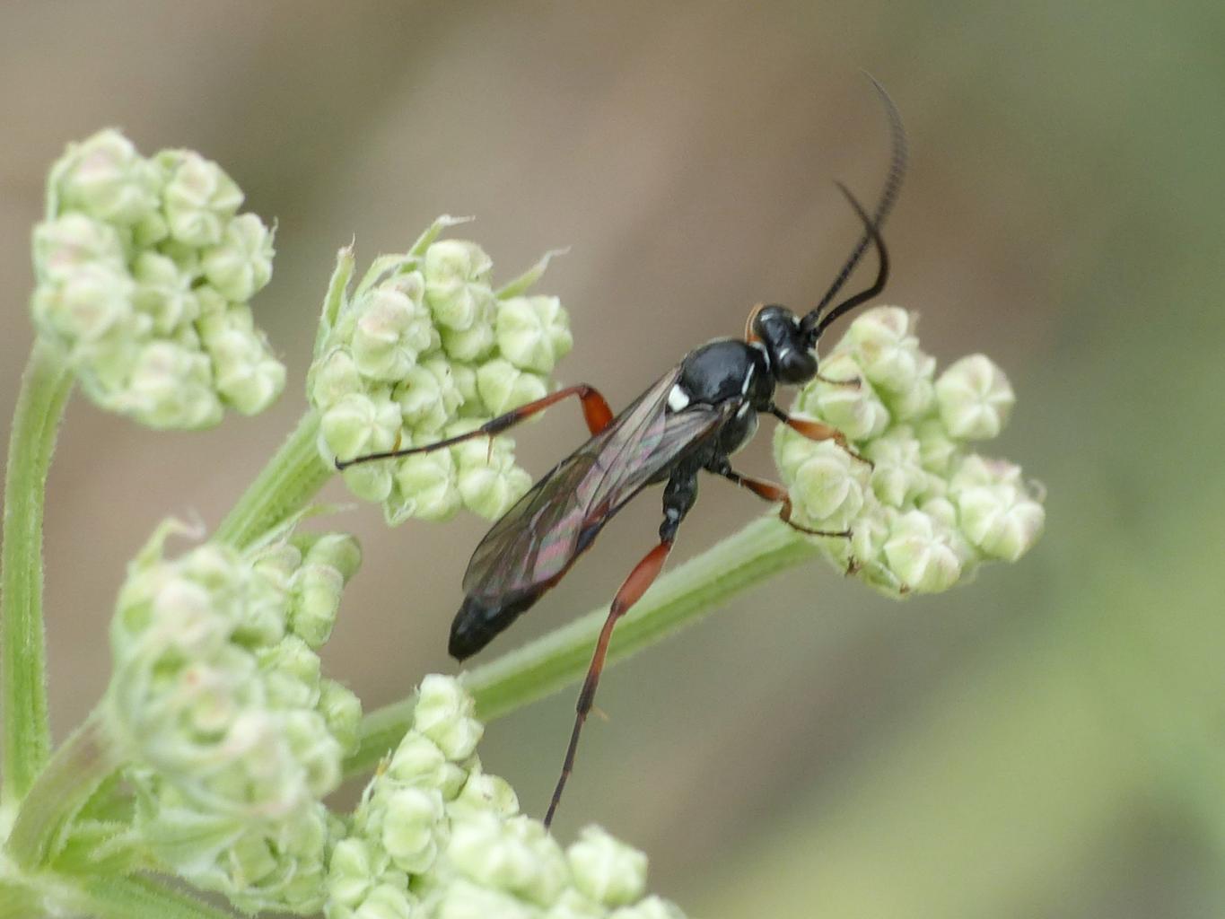 Ichneumonidae (Ichneumoninae)