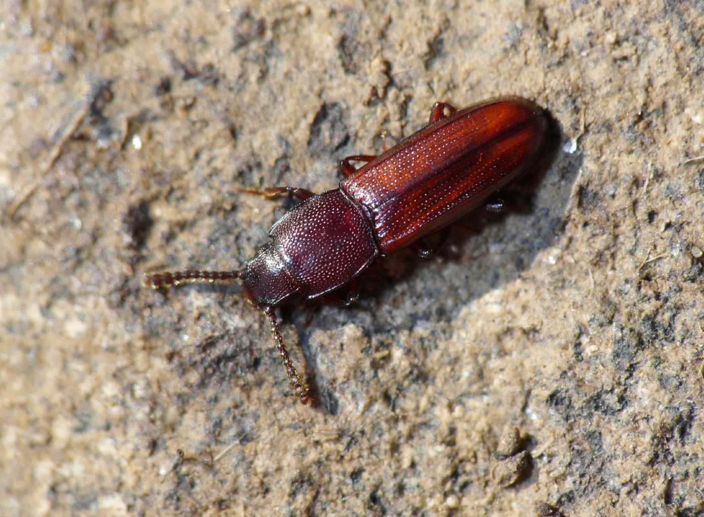 Xenoscelis costipennis (Languriidae)