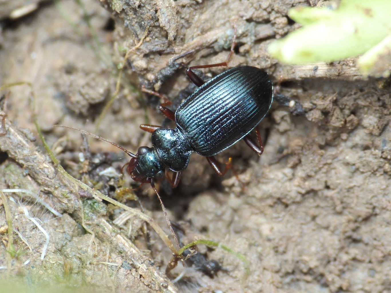 Leistus sp.? (Carabidae)