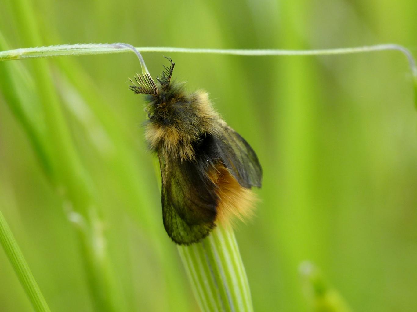 Phalacropterix apiformis