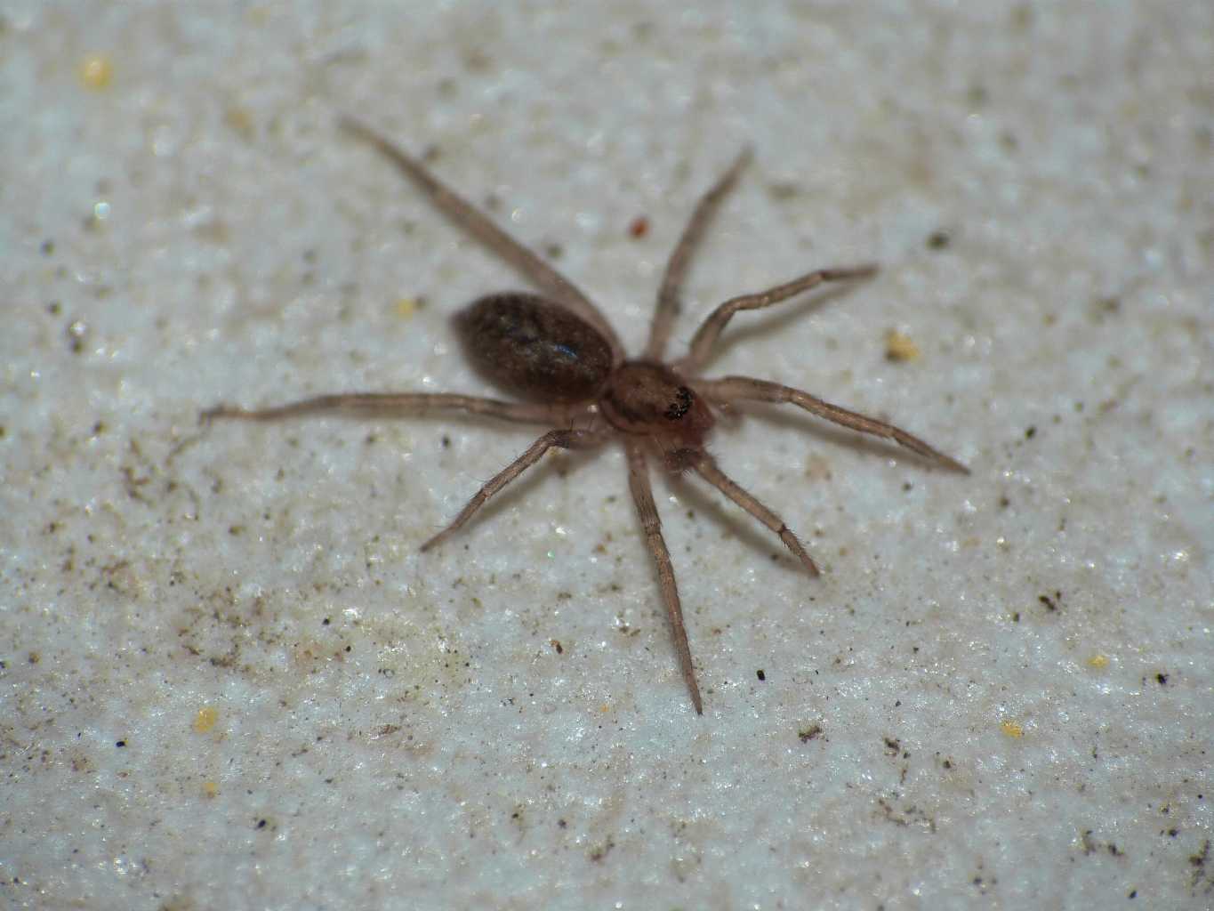 Ragnetto microscopico: Liocranum sp. - S. Teresa G. (OT)