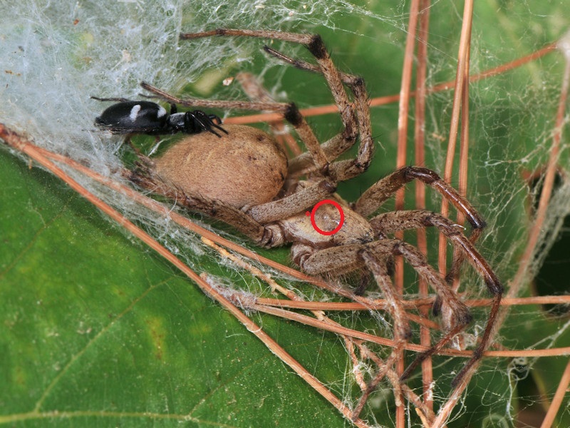 Aphantaulax sp. preda Agelena orientalis - Serifos, Grecia