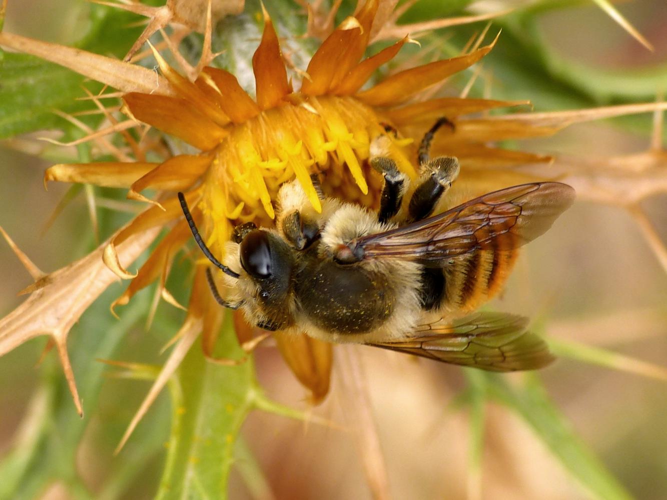 Grosso Megachile sp.