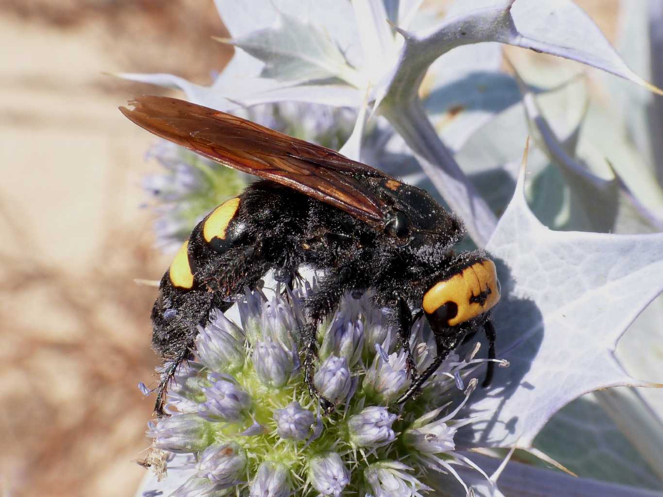 Megascolia maculata