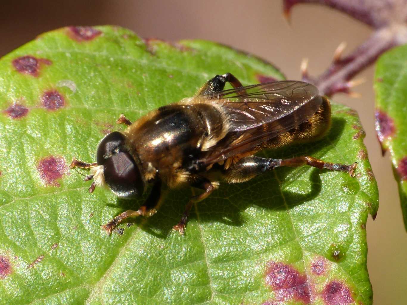 Merodon sp.?