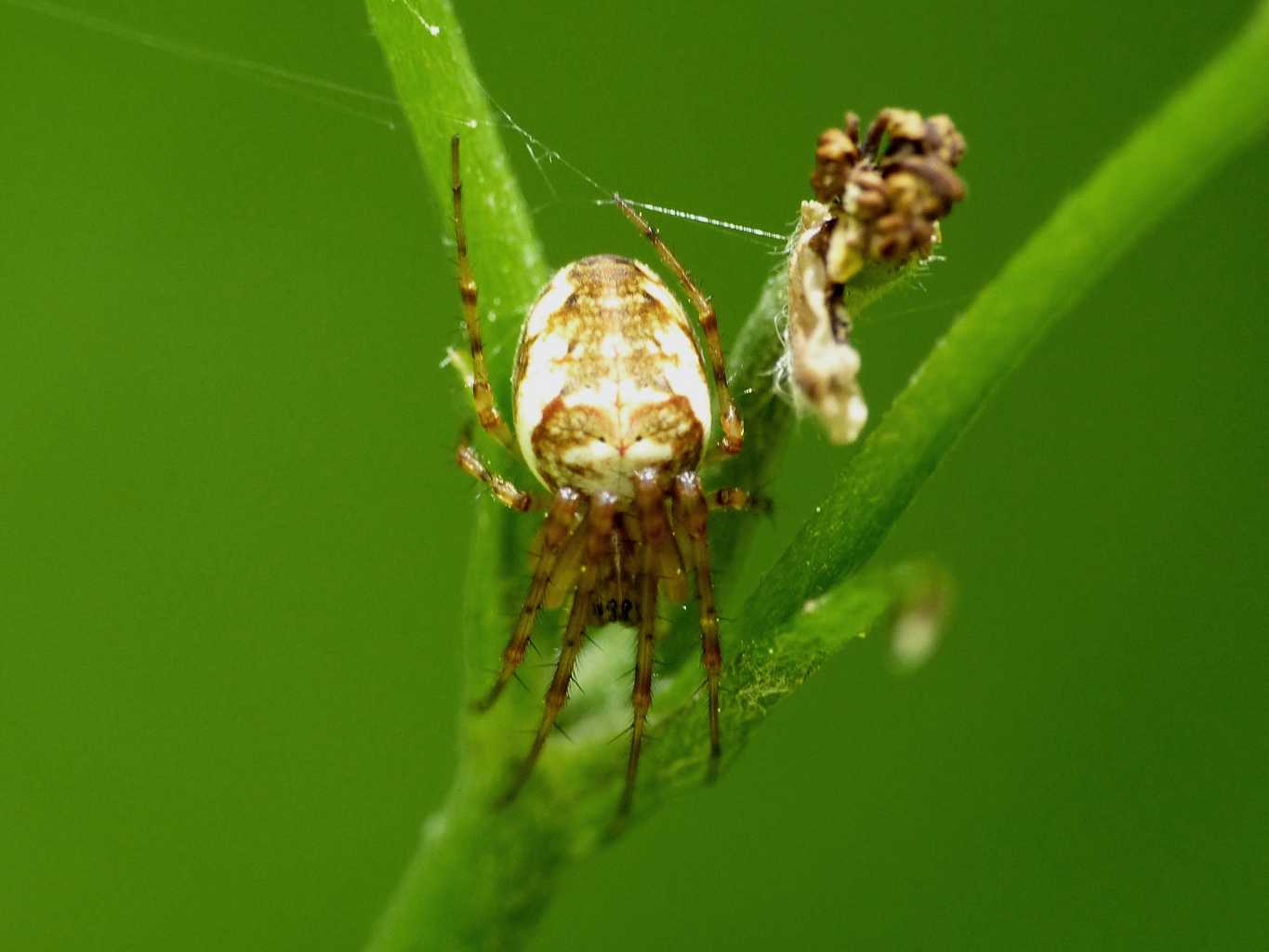 Metellina sp. - Montecompatri (RM)