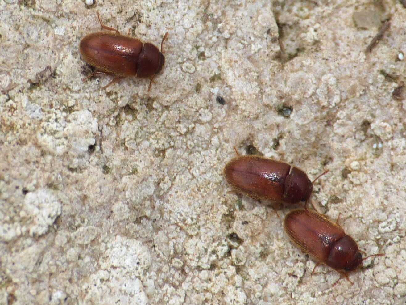 Typhaea stercorea (Mycetophagidae)(cfr.) e Ahasverus advena (Silvanidae)