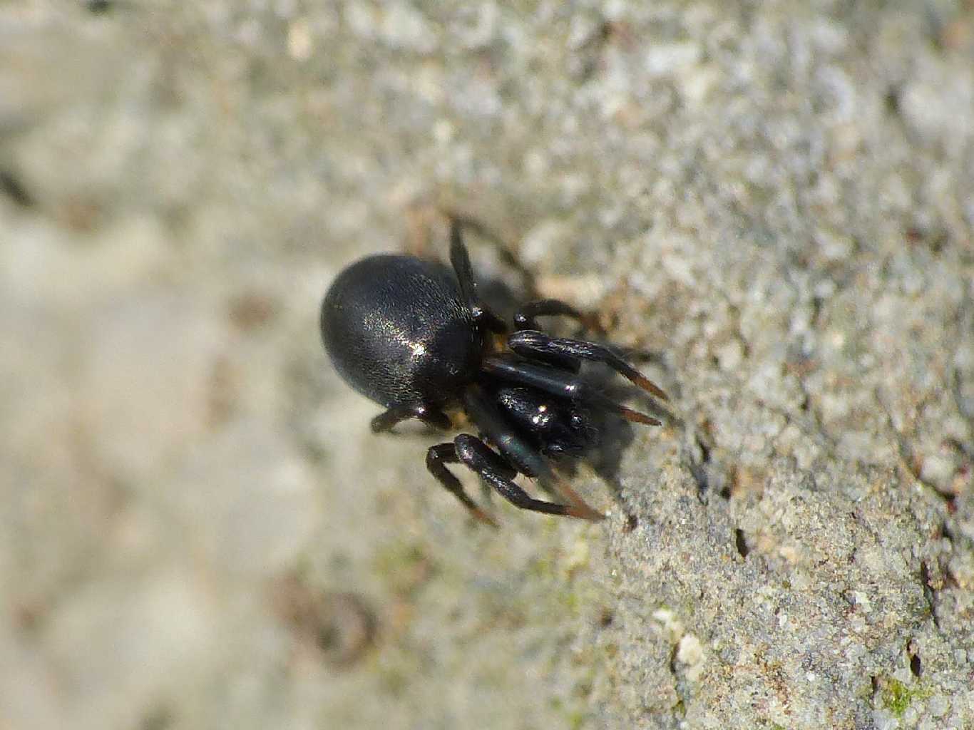 Lasaeola tristis - Montecompatri (RM)