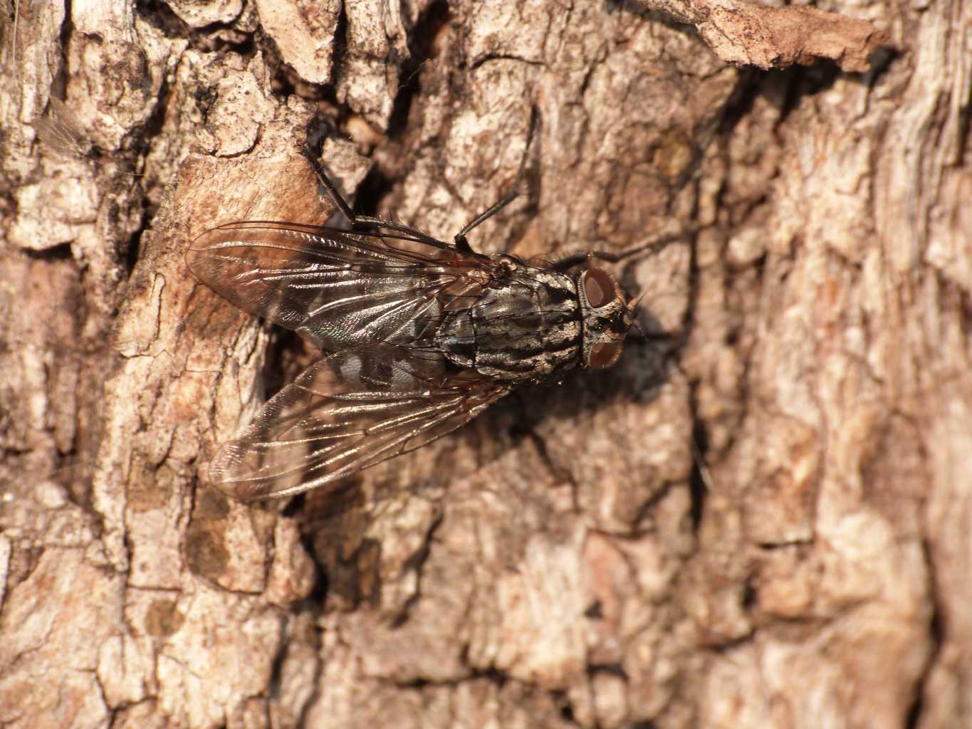 Moscone al sole: Femmina di Polietes sp. (Muscidae)