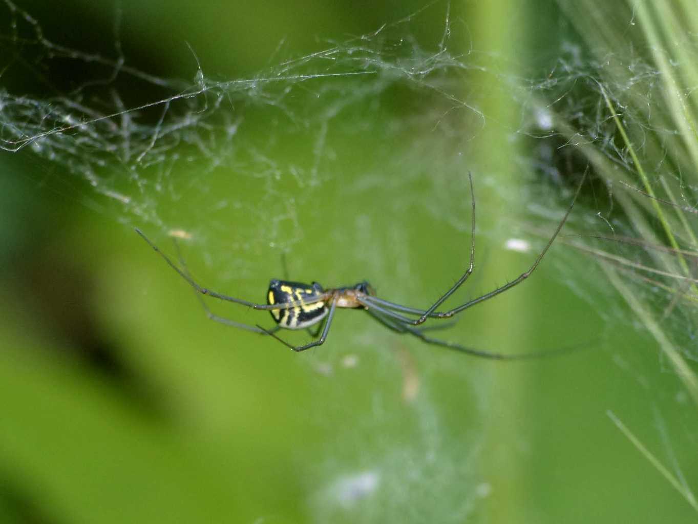 Neriene radiata - Roma