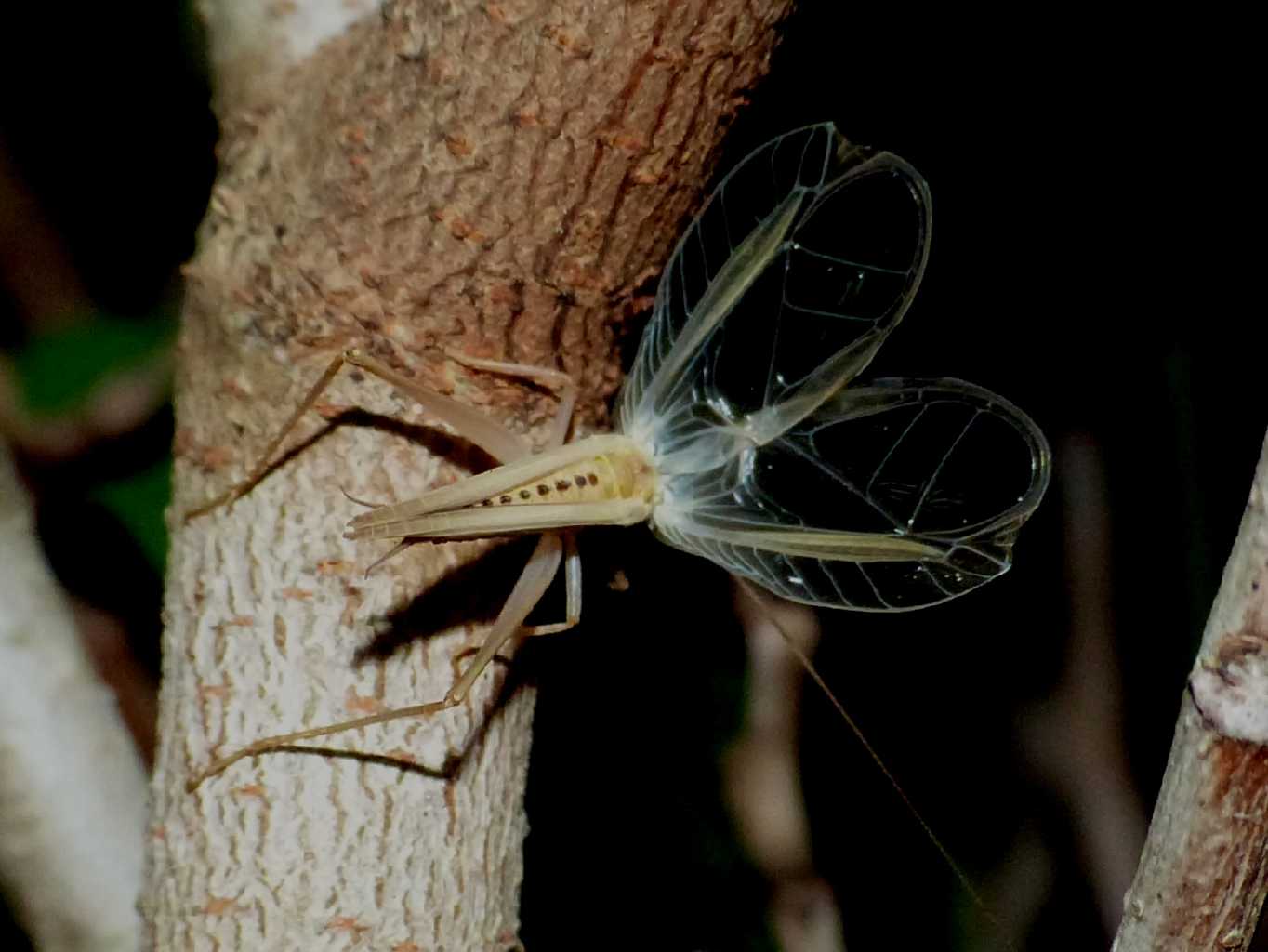 Il canto dell''Oecanthus pellucens